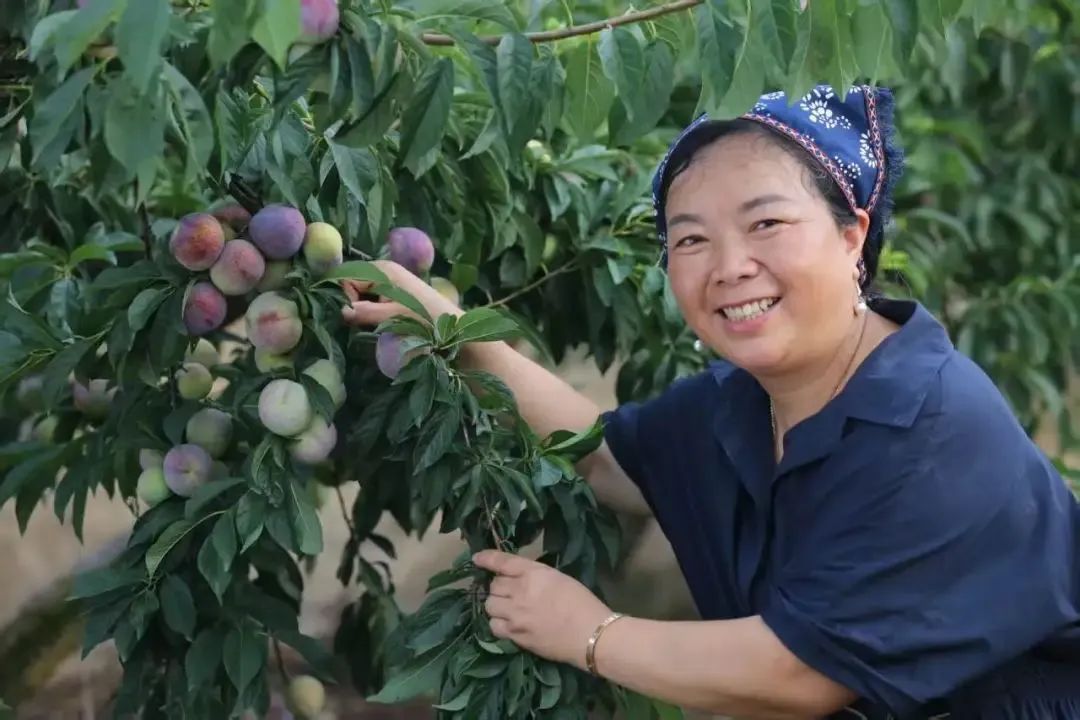 新农领头人沈建利:创立“泥土香”品牌,开通电商平台,并通过东西协作将槜李引入贵州等地,帮助当地农民实现增收(图1) 微信图片_20250506073141.jpg